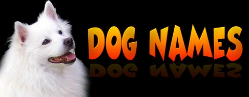 Top 100 Most Popular Dog Names